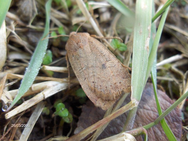 Noctuidae